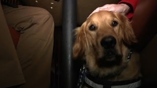 VA’s Study of Service Dogs for PTSD Criticized