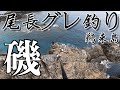 【究極のグレ釣り】鵜来島で超大人気の磯