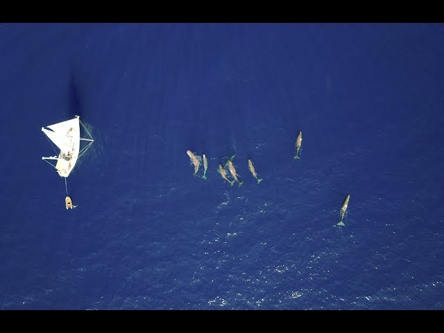 Expedition MED Cachalots en Méditerranée