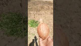 Water divining with coconut