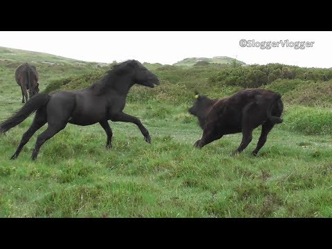 Video: Dartmoor Pony Hevosrotu Hypoallergeeninen, Terveys- Ja Elämänalue