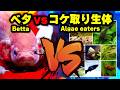 ベタ飼育の悩み、コケ取り生体との相性問題！実際に飼育した経験から混泳相性ランキング、コケ取り剤などにも触れて紹介します【ビバアクア】#アクアリウム #熱帯魚