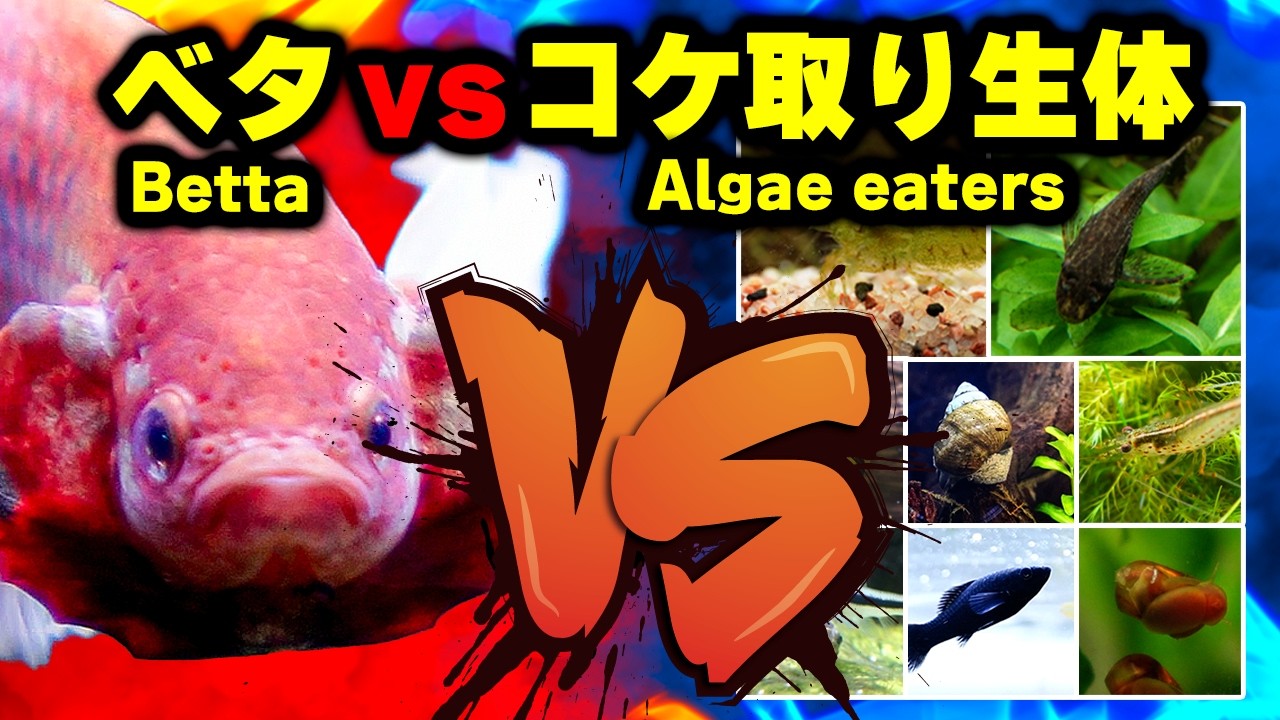 ベタ飼育の悩み、コケ取り生体との相性問題！実際に飼育した経験から混泳相性ランキング、コケ取り剤などにも触れて紹介します【ビバアクア】#アクアリウム #熱帯魚