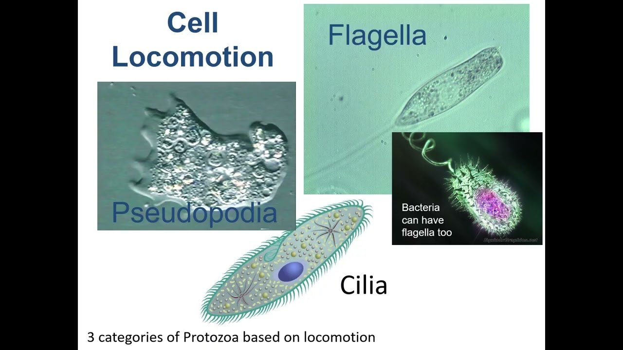 Unit 2 part 11: Microbial Anatomy, Types of Eukaryotic Microbe