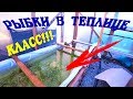 ЗАПУСТИЛ РЫБОК В ТЕПЛИЦУ!!! ГУППИ,МЕЧЕНОСЦЫ,МОЛЛИНЕЗИЯ,ПЕЦИЛИЯ,ЖИВОРОДКА!!!