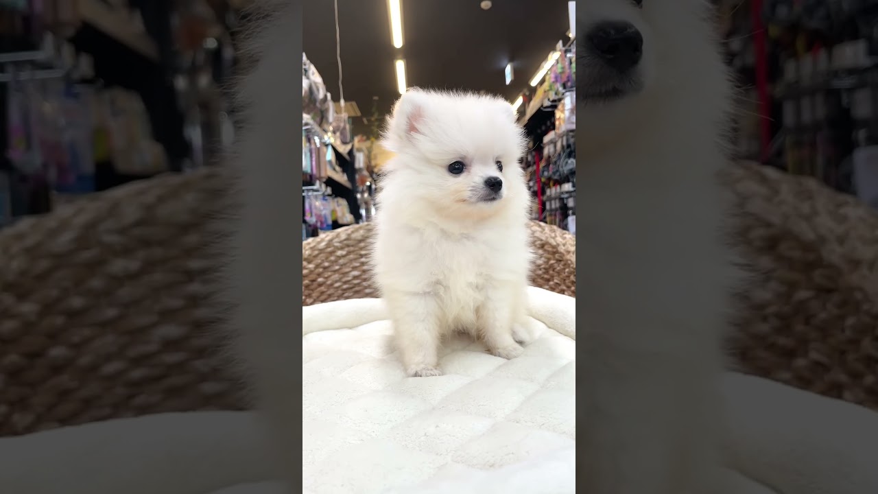 ポメラニアン | ペットショップ マルワン 小さめ子犬 美形な子猫