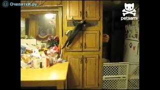 Самое смешное видео про кота. Самое смешное видео про кота.
