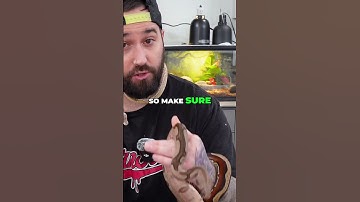 Ball Python vs Boa Constrictor: Which Snake is Right for YOU?