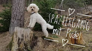 Wie oft mit Pudel spazieren?