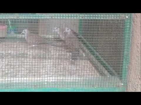 Burung purukutut bangkok 