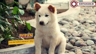 Anjing Kintamani Bali Anjing Lucu Ras Lokal Asli Yang Berasal Dari Bali