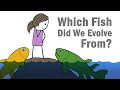 Evolution of Fishes and Support Strategies