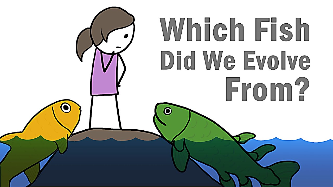 Which Fish Did We Evolve From? - YouTube