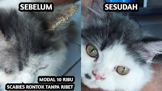 How To Scabies Effective Treatment For Cats by OMAH KUCING 715,386 views 3 years ago 3 minutes, 38 seconds