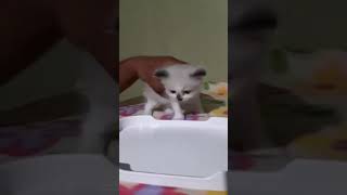 How to introduce 1st food to 1 month kitten by Happy Cats PH 1,825 views 4 years ago 2 minutes, 55 seconds