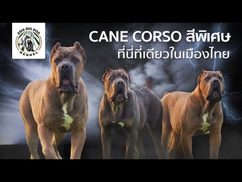 CANE CORSO สีพิเศษ คอกเดียวในประเทศไทย / ASIA BIG DOG