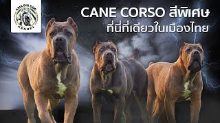 CANE CORSO สีพิเศษ คอกเดียวในประเทศไทย / ASIA BIG DOG