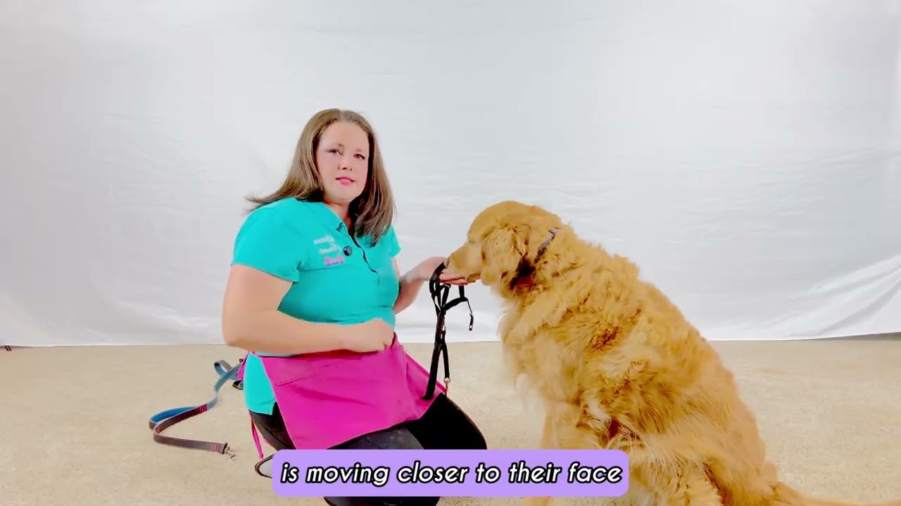 How to Introduce a Halti Head Collar | Desensitization Done Right