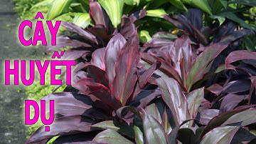 Cây huyết dụ và ý nghĩa phong thủy