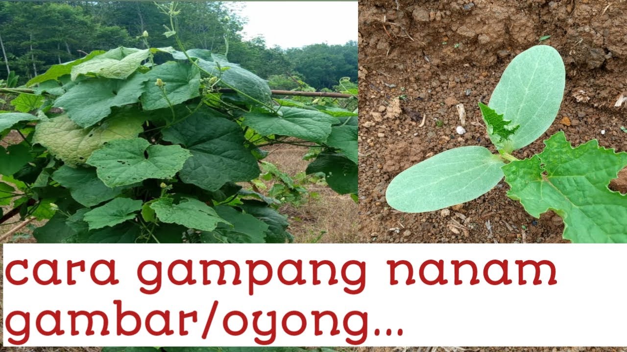 cara menanam gambas/ oyong di lahan janda,,, 