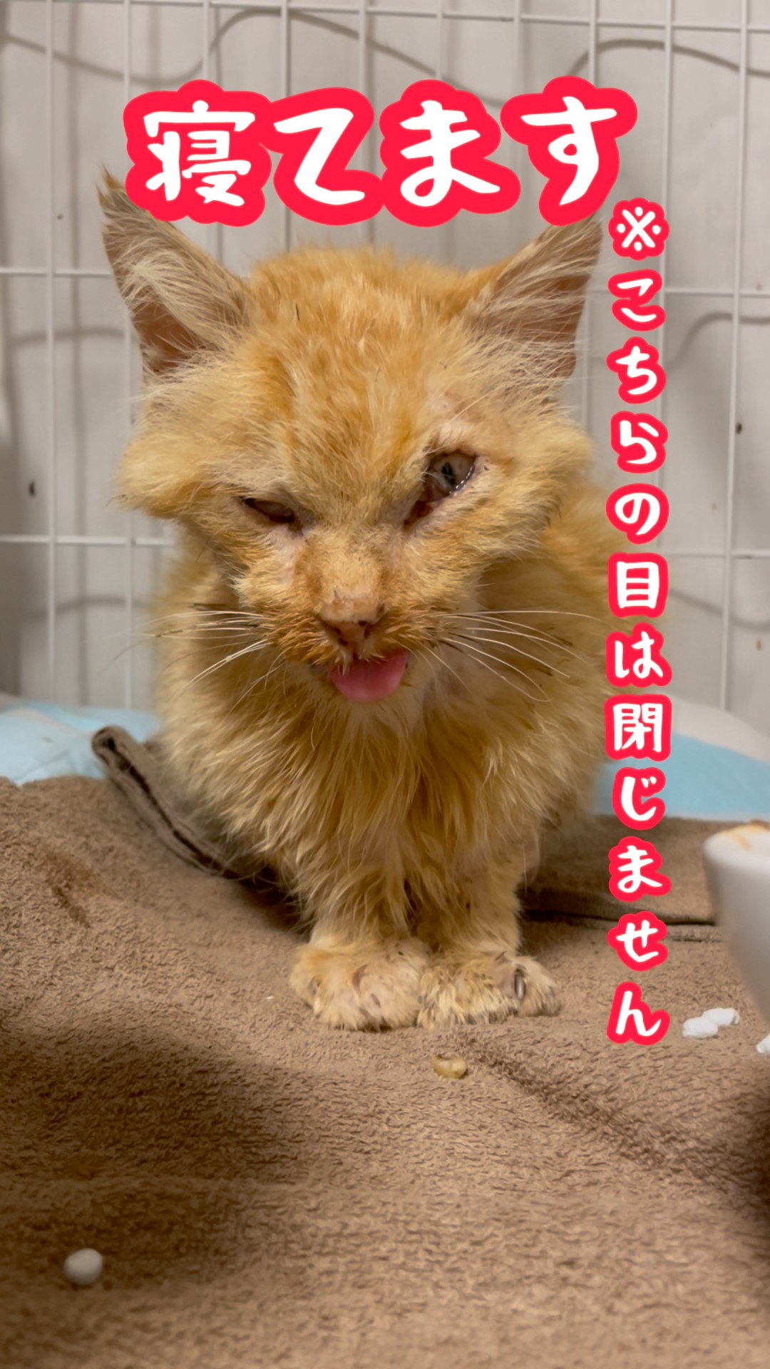 猫田さん 猫田さん - YouTube