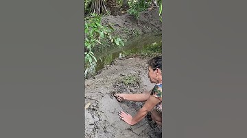 bắt con chang chang