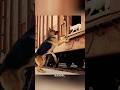 野良犬とペット犬の禁じられた友情#shorts #foryou #fyp #映画 #movie