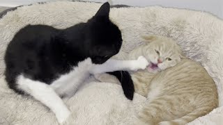 Cat Punishes Kitten For Biting His Tail