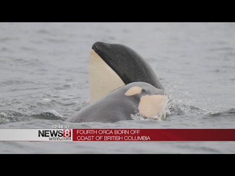 Wideo: Pet Scoop: Baby Boom dla Puget Sound Orcas, Lagerfeld's Choupette robi 3 miliony dolarów