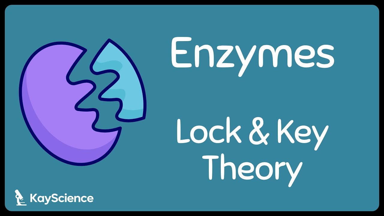 GCSE Biology - What is Lock & Key Theory of Enzymes - YouTube