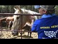 A Closer Look: 150+ Horses Rescued in Texas