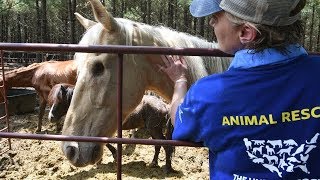 A Closer Look: 150+ Horses Rescued in Texas