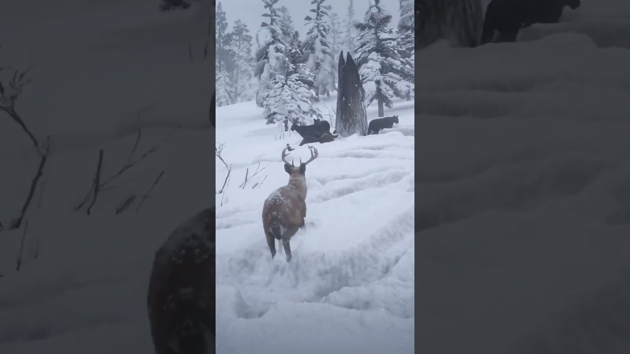 Experts in survival in the wild world | p3164 , 