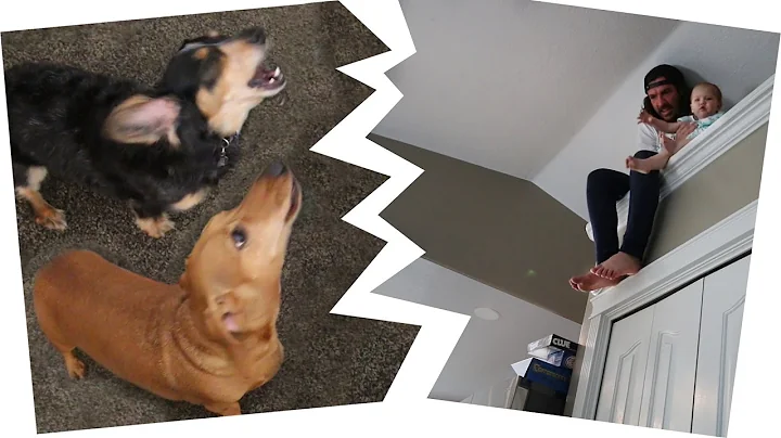 EXTREME HIDE N SEEK WITH DOGS