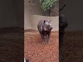 Rainy Rhino Romp! 🦏🌧️