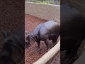 Rainy Rhino Romp! 🦏🌧️