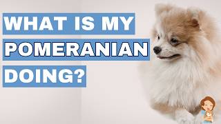 The REAL Reason Your Pomeranian Digs on Your Bed or Couch