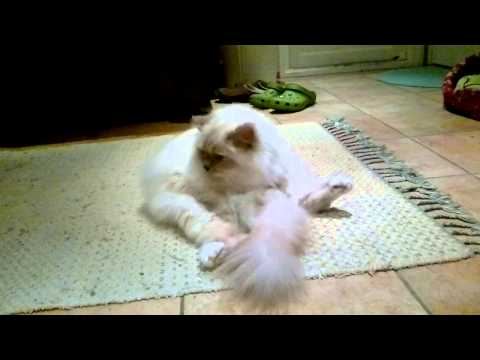 Video: Miksi Kissa On Pyhä Eläin