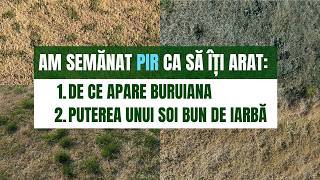 Am Semănat Pir Uite Ce Poți Învăța Și Tu Din Asta Înțelegi De Ce Apare Buruiana