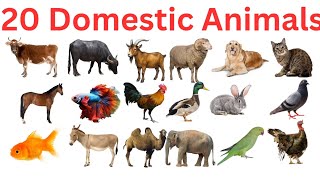Learn 20 Domestic Animals for Kids | English &amp; Hindi | Paaltu Jaanwar Ke Naam 🐄🐕🐘