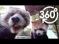 【いきもの目線】レッサーパンダ（360Lives ／ Red Panda）