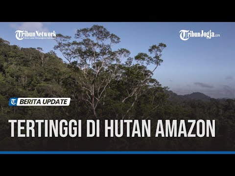 Video: Berapa tinggi pokok di hutan hujan Amazon?