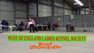 Applejem   WELKS   Championship Show 28042024