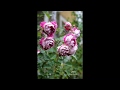 Orfeo Rose