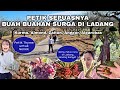 PETIK BUAH BUAHAN SURGA SESUKANYA DI LADANG. MAKAN DI GUBUG SPANYOL