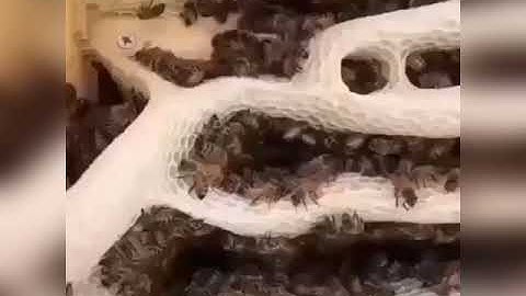 وأوحى ربك إلى النحل🍀قرآن كريم🌾حالات واتس اب دينيه🌻تلاوه خاشعه🌲ارح سمعك وقلبك
