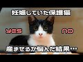 【限界】野良だった母猫を、家族として迎える決意。