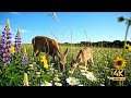 1 Hour 4K Spring Meadow Screensaver | Relaxing Nature Loop | Sleep Background