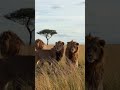 ❤❤ #lion #lionnation #wildlife #jimcorbettwildlifeandnatureview #animals