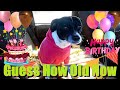 My Chihuahua Terrier Turns ? - Moo-moo Is Getting To Be An Old Girl | #dogvideo